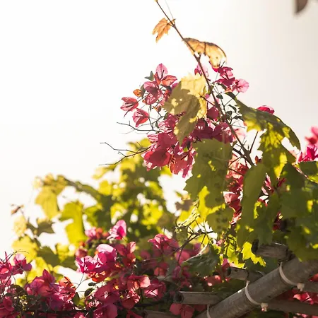 بيت ضيافة Nafsika And - فيسكاردو