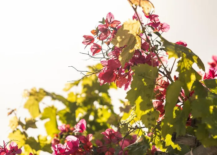 Vendégház Nafsika And - Fiszkárdo